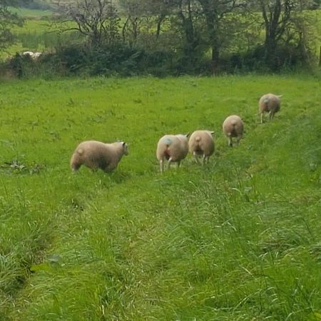 The Farmhouse Accomodation Claremorris Esterno foto